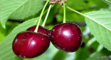 Popis odrůdy třešňového jelena a jeho vlastností, výsadby a opylovačů